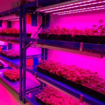 新款LED植物燈 多肉蔬菜 室內(nèi)大型種植補(bǔ)光