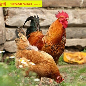 廣東清遠麻雞 優(yōu)質活體土雞 批發(fā)散賣種苗 公母肉雞苗包活包運輸