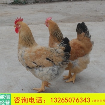 批發(fā)廣東麻黃雞苗 優(yōu)質K901新廣 快大土雞 公母雞苗運輸包活