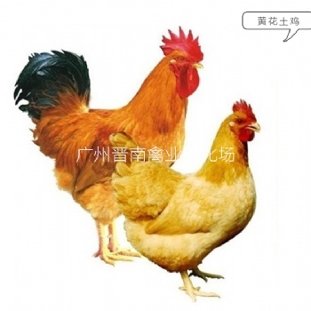 廣州本地批發(fā)黃花公雞品種介紹 黃4黃3土雞簡介 今日優(yōu)質土3土4雞苗價格走勢