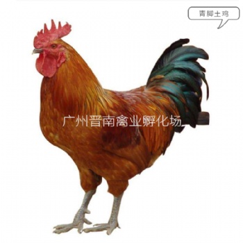 優(yōu)質本地快大青腳土雞苗 今日**笨公雞苗價格展示圖片