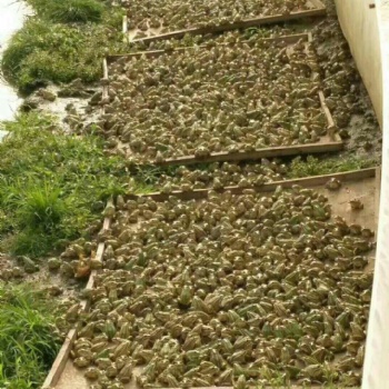 廠家各種目數青蛙養(yǎng)殖防逃網