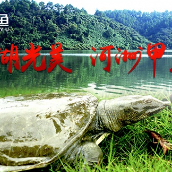 衡陽(yáng)河洲甲魚(yú)銷(xiāo)售價(jià)格大全全網(wǎng)解說(shuō)