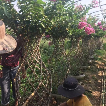 開(kāi)遠(yuǎn)園藝紫薇造型花瓶樹(shù) 紅花紫薇