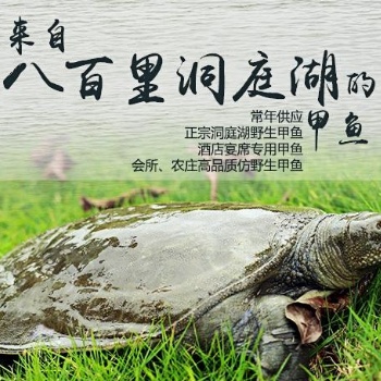 湖南甲魚(yú)價(jià)格 湖南甲魚(yú)批發(fā)報(bào)價(jià)大全介紹