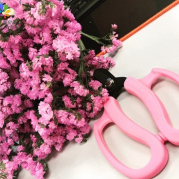 勿忘我鮮切花鮮花基地直供鮮花批發(fā)