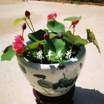 盆栽荷花批發，盆栽睡蓮批發