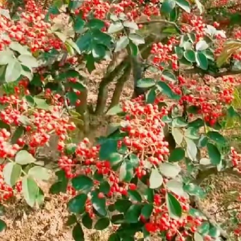大紅袍花椒苗，花椒苗，批發(fā)花椒苗，花椒苗價格，臨沂花椒苗