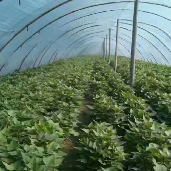 供應(yīng)商薯19紅薯苗價格紅薯苗基地