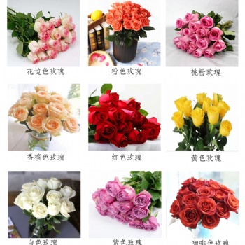 混色玫瑰鮮花批發(fā)云南昆明鮮花基地直發(fā)
