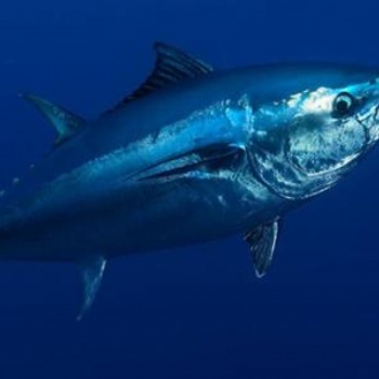 日本的金槍魚進口報關(guān)編碼以及進口報關(guān)關(guān)稅