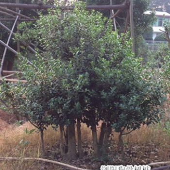 快來看看吧！造型狗骨樹|瀏陽狗骨樹基地降價找張總