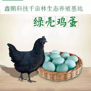 鑫鵬公司旗下【千畝林生態(tài)養(yǎng)殖基地】對(duì)外出售生態(tài)散養(yǎng)【無公害活雞、鮮雞蛋產(chǎn)品】： 【綠殼蛋雞】原價(jià)18