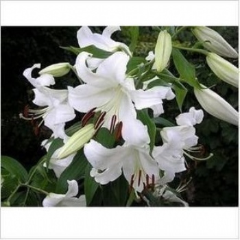 西伯利亞白百合鮮花團(tuán)購云南昆明基地鮮花批發(fā)