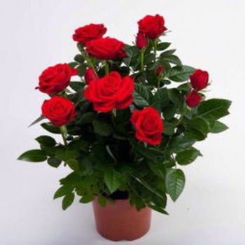 供應玫瑰 月季 東莞綠植養護 薔薇花 紫金露 康乃馨 牽?；? /></a></div>
	<div   id=