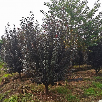 叢生紅葉李批發(fā)基地_紫葉李價(jià)格_名川園藝場(chǎng)