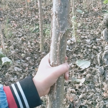 出售107楊108楊無(wú)絮楊達(dá)軒農(nóng)林