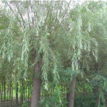 達(dá)軒農(nóng)林大量出售美國(guó)竹柳 速生竹柳苗