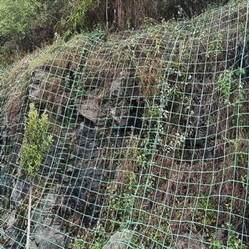 綠色植物攀爬網爬藤網山體掛網鋼塑土工格柵