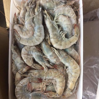 南美白蝦進口**報關