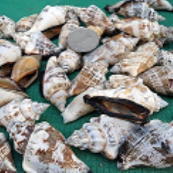 專業進口貝殼**報關