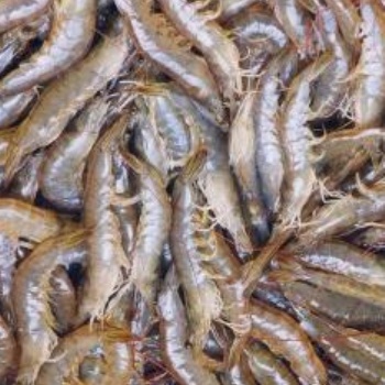 進(jìn)口印度白蝦**報(bào)關(guān)