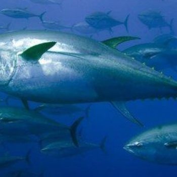 進(jìn)口金槍魚(yú)專業(yè)**報(bào)關(guān)