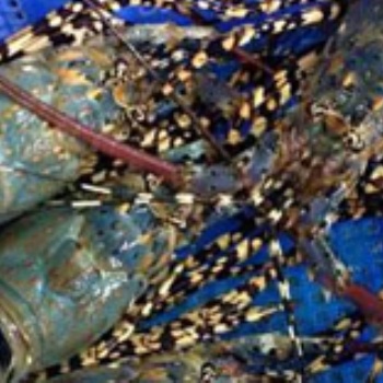 波士頓龍蝦進(jìn)口報(bào)關(guān)服務(wù)