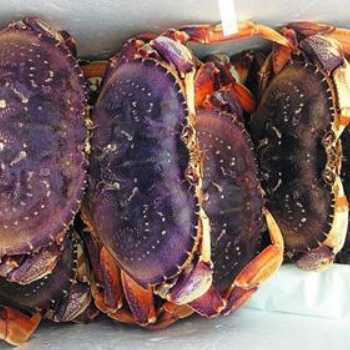 加拿大進(jìn)口珍寶蟹**報(bào)關(guān)