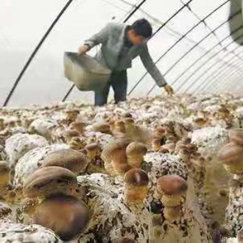 溫室大棚種植香菇的優(yōu)勢