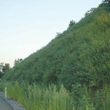 河北礦山道路邊坡綠化防護(hù)噴播10年工程經(jīng)驗(yàn)
