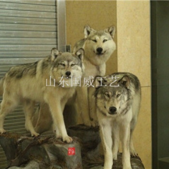 展覽仿真狼模型仿真狼科教標(biāo)本