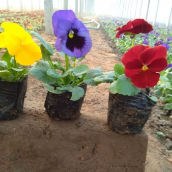 佛甲草批發價格，耐寒草花三色堇批發，運城歐石竹批發基地