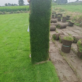 四川草坪種植基地_臺灣草批發(fā)_臺灣二號草坪價格_供應細葉結(jié)縷草_暖季草坪_耐踩踏_公園草坪_禾潤花卉
