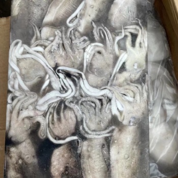 進(jìn)口巴基斯坦凍墨魚**資料及注意事項(xiàng)