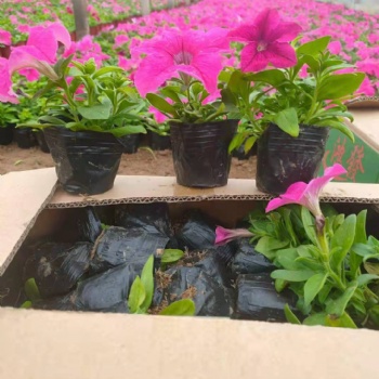 石家莊草花批發，石家莊矮牽牛批發基地，時令草花彩葉草批發