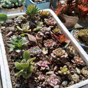泡沫箱以后不要亂扔了！天豐泡沫教你秒變養花神器