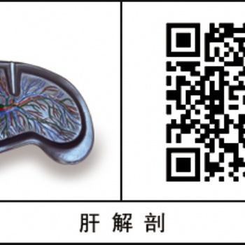 病理標(biāo)本塑化標(biāo)本鑄型標(biāo)本高透明亞克力盒裝基礎(chǔ)醫(yī)學(xué)解剖學(xué)教學(xué)用產(chǎn)品